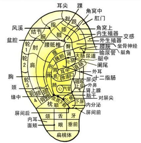 耳穴道